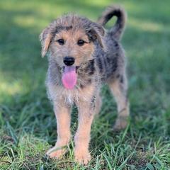 Molly - Merle female Assorted Doodle Crosses puppy in Kansas City, Missouri from Beary GoldenDoodles