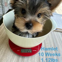 Yorkshire Terrier Puppies from Yorkie Paw