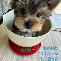 Yorkshire Terrier Puppies from Yorkie Paw