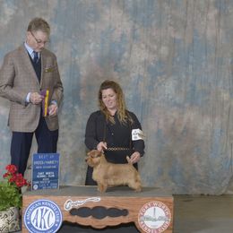Ginger - Norfolk Terrier