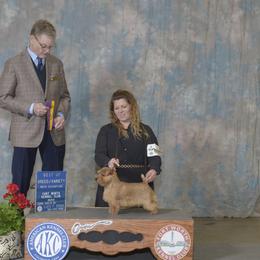 Ginger - Norfolk Terrier