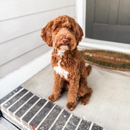 Sterling - Goldendoodle