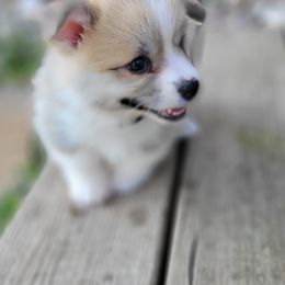 Vida Pink Girl - Red female Pembroke Welsh Corgi puppy in Fredericksburg, Texas from Hill Country Corgis