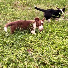 Rebel - Liver and white female Cardigan Welsh Corgi puppy in Crystal River, Florida from Coopers Korner