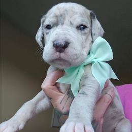 Teal collar - Merle female Great Dane puppy in Warren, Ohio from Loyal-Loves Great Danes