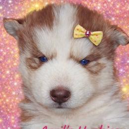 Girl 1 - Red and white female Siberian Husky puppy in Terre Haute, Indiana from April's Huskies