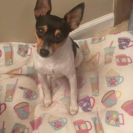Toy Fox Terrier puppies from Heartland Toy Fox Terriers