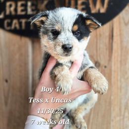 Boy 4 - Blue male Australian Cattle Dog puppy in Monroe, North Carolina from Creek View Cattle Dogs