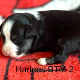 BTM-2 - Black tri male Toy Australian Shepherd puppy in Lame Deer, Montana from Bar M Toy Aussies