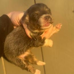 Dior - Blue female Pembroke Welsh Corgi puppy in East Oakdale, California from Rhettro Kennels