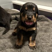 Beaucerons from RiverRim Beaucerons