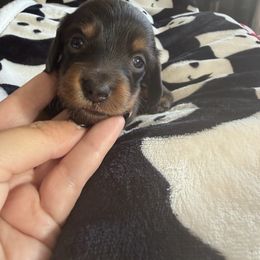 Blitzen - Black and tan male Dachshund puppy in Tampa, Florida from EntityDachs