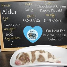 Alder - Dapple male Dachshund puppy in Hoquiam, Washington from Heyd's Mini Dachshunds