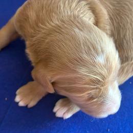 Pepper - Caramel red male Labradoodle puppy in Montrose, Colorado from Ithilien Labradoodles