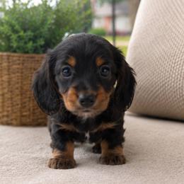Ralph - Black and tan male Dachshund puppy in Desloge, Missouri from Snows Doxies