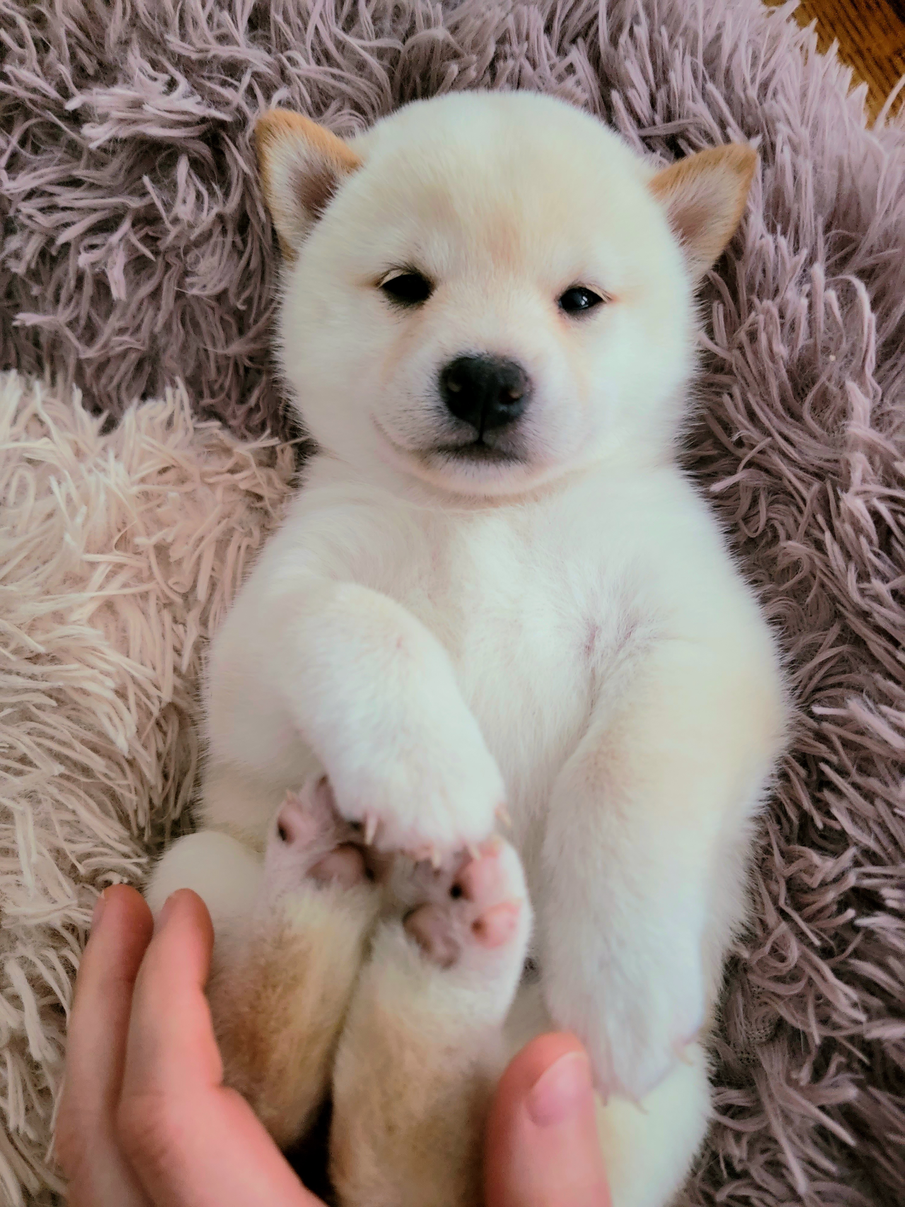 Shiba Inu Puppies from Veronika's Shiba Inus