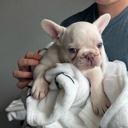 Sir Benedict - White male French Bulldog puppy in Conroe, Texas from Haynes French Bulldogs