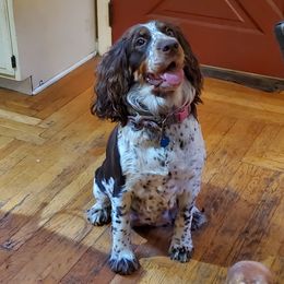 Blaze - English Springer Spaniel