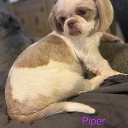 Piper - Shih Tzu