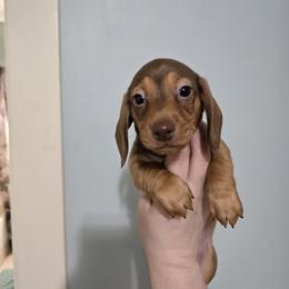 Frank - Red male Dachshund puppy in Windom, Minnesota from Wyrmhund Dachshunds