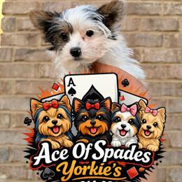 Patch - Parti male Yorkshire Terrier puppy in Mobile, Alabama from Ace of Spades Yorkies