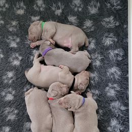 Weimaraner Puppies from Split Rock Weimaraners
