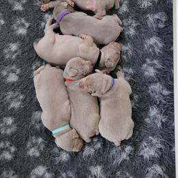 Weimaraner Puppies from Split Rock Weimaraners