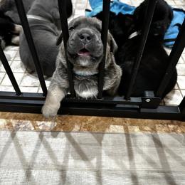Cane Corso Puppies from Willow’s Meadow
