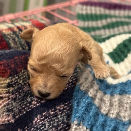 Girl 4 (runt) - White female Maltipoo puppy in Brooksville, Florida from DeVall Maltipoos