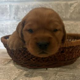 Golden Retriever Puppies from Teton View Golden Retrievers