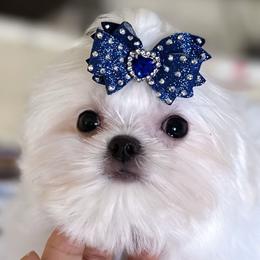 Pete - Maltese