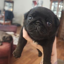 Pink collar girl - Black female Pug puppy in Tacoma, Washington from Precious Princess Pugs