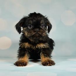 Green Collar and Orange - Black and tan male Brussels Griffon puppy in Florida from Robin’s Griffons