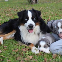 Jackson - Miniature Australian Shepherd