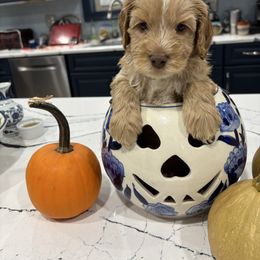 Troy - Red male Australian Labradoodle puppy in East Granby, Connecticut from All-Spice Australian Labradoodles