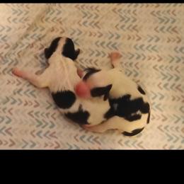 Boy 1 - Black and white male Cavapoo puppy in East Providence, Rhode Island from Marta's Cavaliers