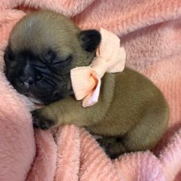 Buttercup - Fawn and white female French Bulldog puppy in Madison, Wisconsin from MadCity Frenchies