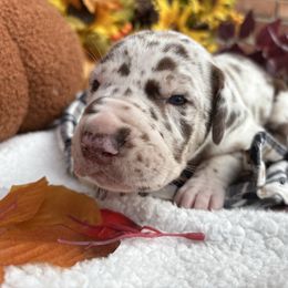 Forest - Chocolate and white male Great Dane puppy in Grand Blanc, Michigan from Green’s Great Danes