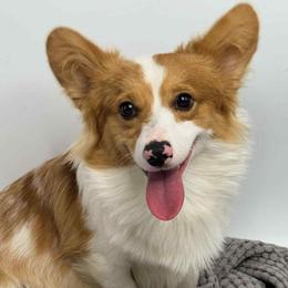 Cosmo - American Corgi