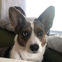 Cardigan Welsh Corgis from Bruce McDowell's Cardigan Welsh Corgis