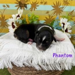 Phantom - Black tri-color female Australian Shepherd puppy in El Dorado Springs, Missouri from OR Aussies