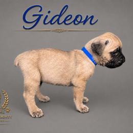 Gideon - Fawn male Cane Corso puppy in Elkhart, Indiana from Martins Almighty Cane Corsos