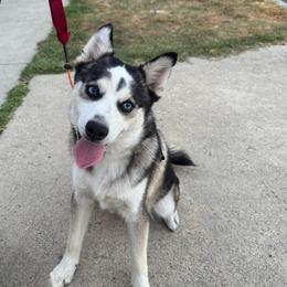 Arrow - Black and white male Pomsky puppy in La Verne, California from Red Cedar Pomskies