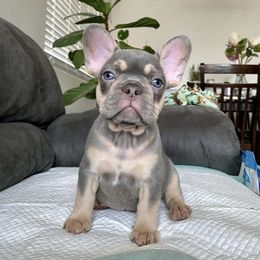 French Bulldog Puppies from House of Imports Frenchies