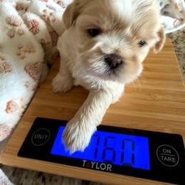 Olive - Sable and white female Shih Tzu puppy in Yorba Linda, California from AKC Registered Purebred Shihtzus