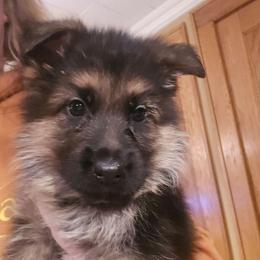 Naomi - Black and red female German Shepherd puppy in Dansville, New York from Badenheath German Shepherds