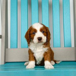 Ridge - Red male Cavapoo puppy in Wamego, Kansas from Doodles of Oz