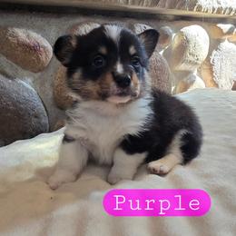 Purple - Black and tan female Pembroke Welsh Corgi puppy in Necedah, Wisconsin from The 6Ks Paws and Hobbies