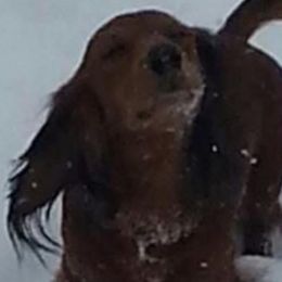 Dachshunds from Garridachs