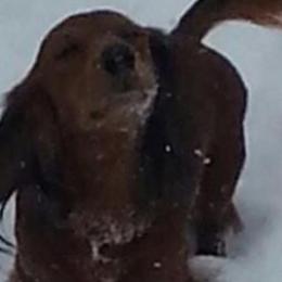 Dachshunds from Garridachs